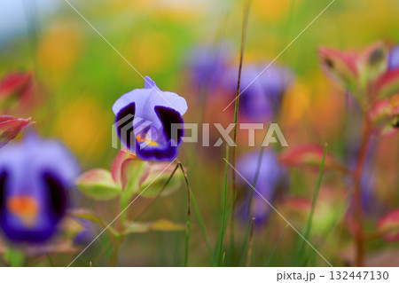 トレニア トレニア 132447130