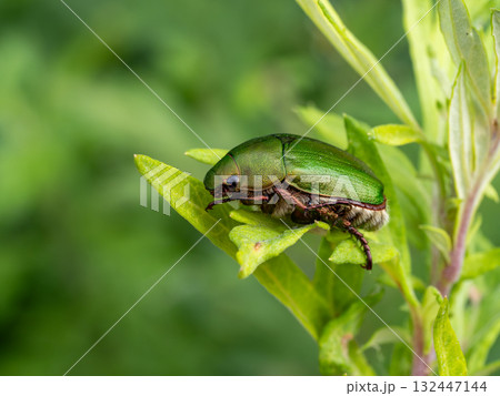 草の上にいたアオドウガネ 132447144