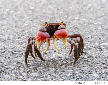 道路にいたアカテガニ 道路にいたアカテガニ 132447154