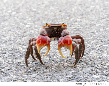 道路にいたアカテガニ 132447155