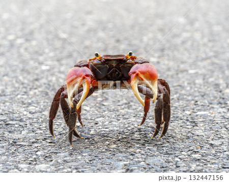 道路にいたアカテガニ 132447156