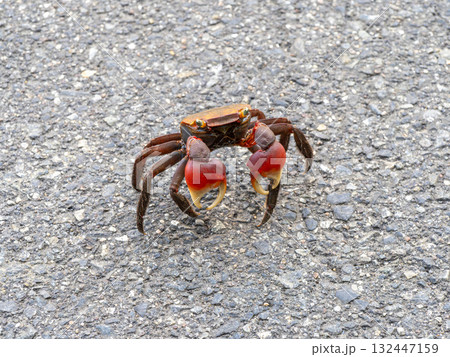 道路にいたアカテガニ 道路にいたアカテガニ 132447159