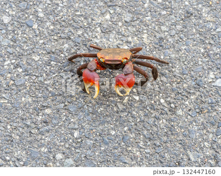 道路にいたアカテガニ 132447160