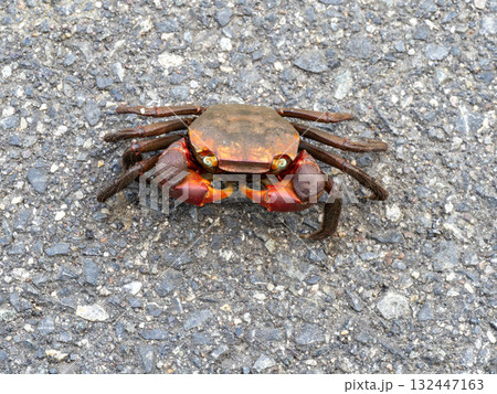 道路にいたアカテガニ 132447163