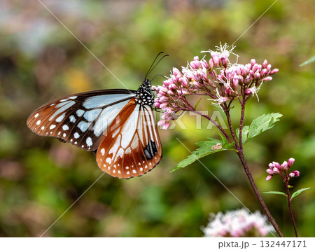 フジバカマの花に来たオスのアサギマダラ フジバカマの花に来たオスのアサギマダラ 132447171