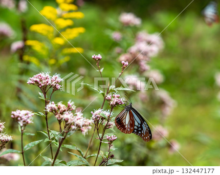 フジバカマの花に来たオスのアサギマダラ フジバカマの花に来たオスのアサギマダラ 132447177