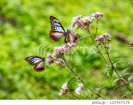 フジバカマの花に来たオスとメスのアサギマダラ フジバカマの花に来たオスとメスのアサギマダラ 132447178