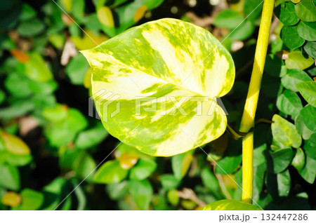 Devils Ivy, Golden Pothos or Hunters Robe or Epipremnum aureum or Araceae and ficus pumila or climbing fig 132447286