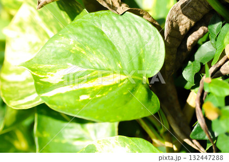 Devils Ivy, Golden Pothos or Hunters Robe or Epipremnum aureum or Araceae Devils Ivy, Golden Pothos or Hunters Robe or Epipremnum aureum or Araceae 132447288