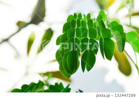 Rain tree or Samanea saman, LEGUMINOSAE MIMOSOIDEAE or small Rain Tree Rain tree or Samanea saman, LEGUMINOSAE MIMOSOIDEAE or small Rain Tree 132447289