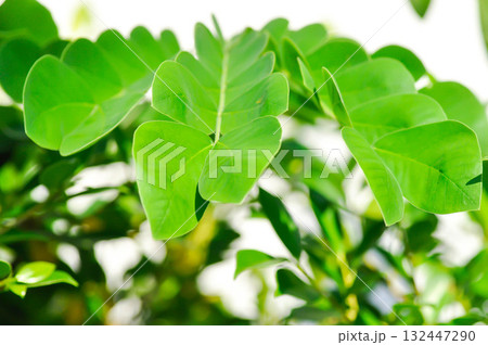 Rain tree or Samanea saman, LEGUMINOSAE MIMOSOIDEAE or small Rain Tree Rain tree or Samanea saman, LEGUMINOSAE MIMOSOIDEAE or small Rain Tree 132447290