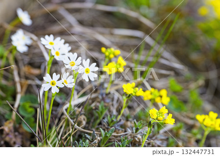 早池峰山に咲くヒメコザクラ 132447731