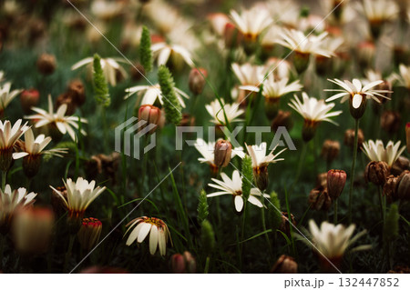 Field of delicate white and yellow flowers in soft focus A serene view of a field filled with white and yellow flowers, with green grass and buds, creating a peaceful, natural scene. 132447852