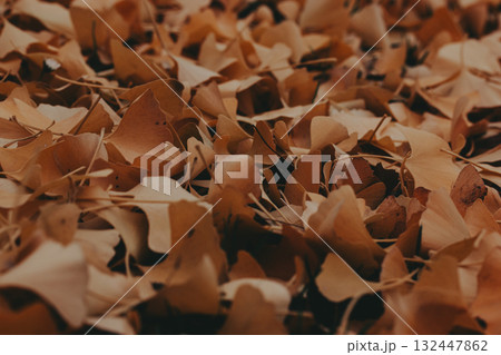 Autumn leaves create a warm, textured ground cover. A close-up shot reveals a bed of fallen ginkgo leaves in various shades of brown tone. 132447862