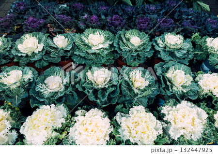 Rows of white and purple ornamental cabbages displayed in potted arrangements for seasonal cold-climate landscaping. Frost-tolerant visuals, urban garden palettes, public space foliage 132447925