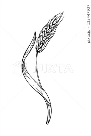 Ripe wheat ears spikelet with leaf monochrome vector isolated illustration painted by black inks. Grains plant etching drawing for agricultural rustic decor, bakery food design, greeting card 132447937