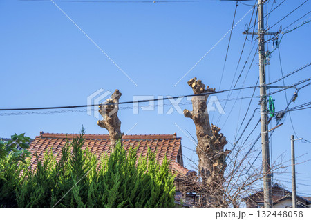 強剪定されて丸坊主になったクスノキの大木　 132448058
