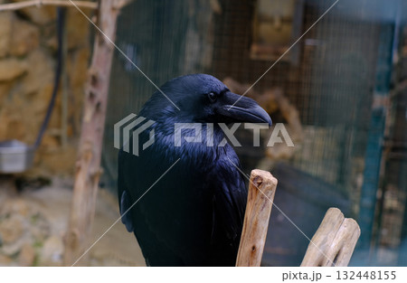 A close-up video captures a black raven perched on a wooden branch, its glossy feathers reflecting the light. 132448155