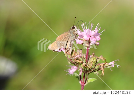 秋の庭に咲く薄桃色のダンギクの花の蜜を吸うチャバネセセリ蝶 秋の庭に咲く薄桃色のダンギクの花の蜜を吸うチャバネセセリ蝶 132448158