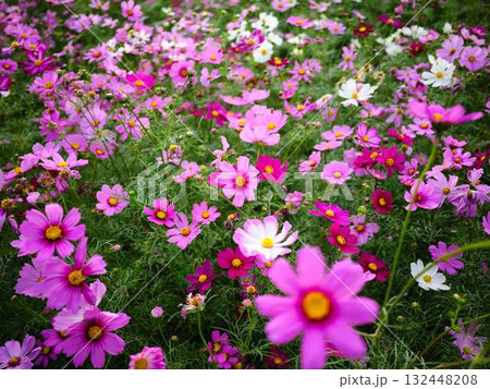 コスモス畑 132448208