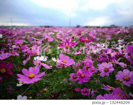 コスモス畑 132448209