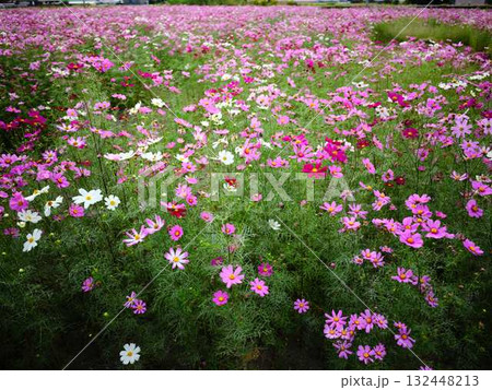 コスモス畑 コスモス畑 132448213
