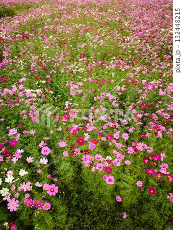 コスモス畑 コスモス畑 132448215