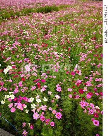 コスモス畑 132448217
