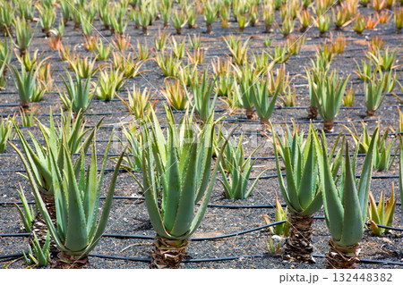 Aloe Vera fields in Lanzarote Orzola at Canaries Aloe Vera fields in Lanzarote Orzola at Canaries 132448382