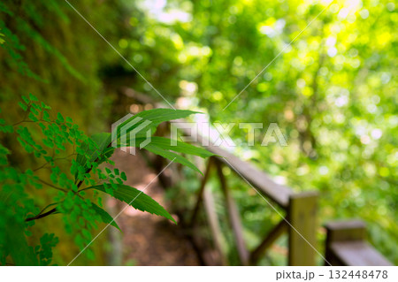 Los Tilos Laurisilva in La Palma laurel forest 132448478