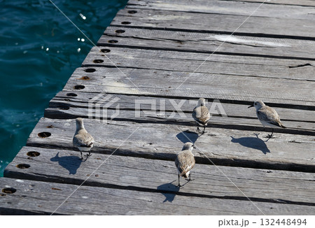 Sandpiper birds in a Caribbean pier Sandpiper birds in a Caribbean pier 132448494