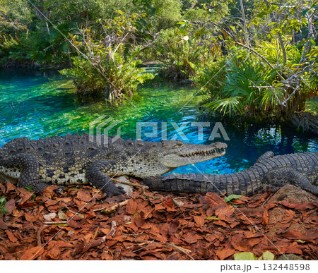 Crocodile Mexico Riviera Maya photomount 132448598