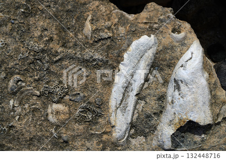 Riviera Maya coral reef on beach sand Mexico 132448716