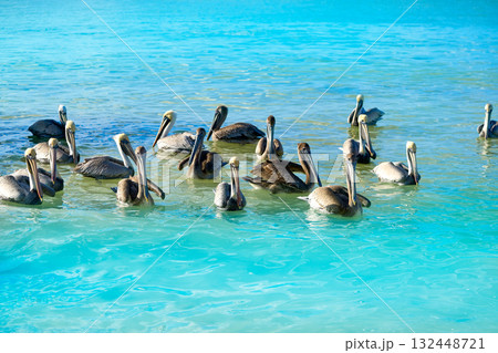 Pelican birds in Caribbean Mexico 132448721