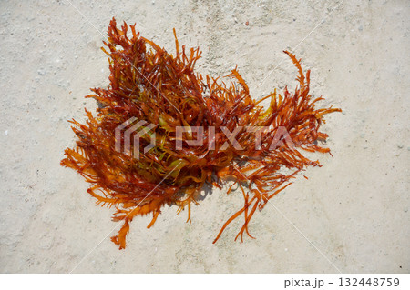Rhodophyta red algae in Quintana Roo Mexico Rhodophyta red algae in Quintana Roo Mexico 132448759