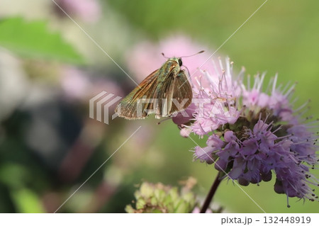 秋の庭に咲く薄桃色のダンギクの花の蜜を吸うイチモンジセセリ蝶 秋の庭に咲く薄桃色のダンギクの花の蜜を吸うイチモンジセセリ蝶 132448919