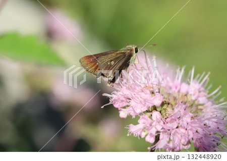 秋の庭に咲く薄桃色のダンギクの花の蜜を吸うイチモンジセセリ蝶 秋の庭に咲く薄桃色のダンギクの花の蜜を吸うイチモンジセセリ蝶 132448920