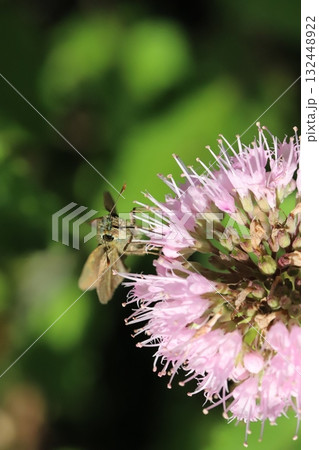 秋の庭に咲く薄桃色のダンギクの花の蜜を吸うイチモンジセセリ蝶 132448922