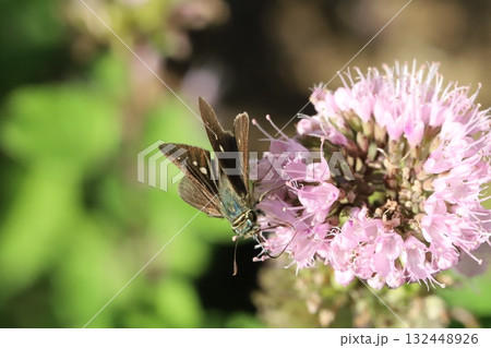 秋の庭に咲く薄桃色のダンギクの花の蜜を吸うイチモンジセセリ蝶 秋の庭に咲く薄桃色のダンギクの花の蜜を吸うイチモンジセセリ蝶 132448926