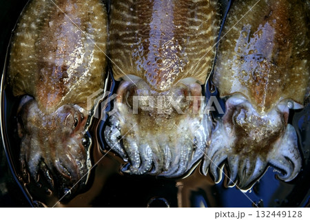 Cuttlefish squid over black background Cuttlefish squid over black background 132449128