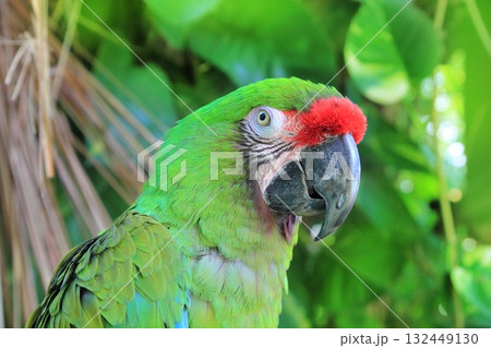 Ara Militaris Military Macaw Green parrot Ara Militaris Military Macaw Green parrot 132449130