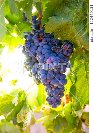 Bobal Wine grapes in vineyard raw ready for harvest 132449131