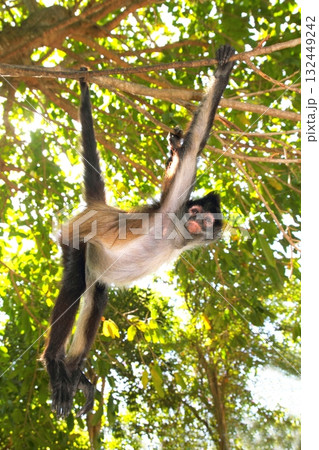 Ateles geoffroyi Spider Monkey Central America Ateles geoffroyi Spider Monkey Central America 132449242