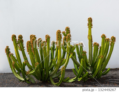 Lanzarote cactus over white house facade Lanzarote cactus over white house facade 132449267