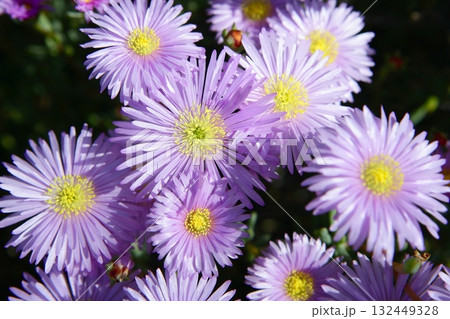 Pink mesembryanthemum mesums ice plant Pink mesembryanthemum mesums ice plant 132449328