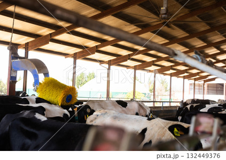Cows brushing in paddock at livestock farm 132449376