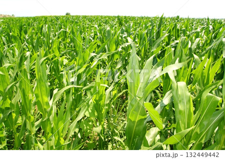 agriculture corn plants field green plantation agriculture corn plants field green plantation 132449442