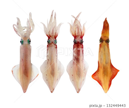 Squid Loligo vulgaris in a row seafood 132449443