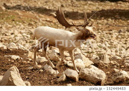Beautiful white fallow deer on a rocky Beautiful white fallow deer on a rocky 132449483