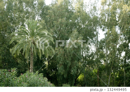 Green nature with palm tree and eucalyptus trees 132449495
